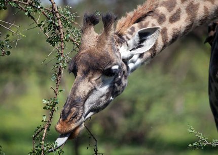 2 Days Tanzania Safari