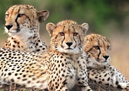 5 Days Tanzania Safari