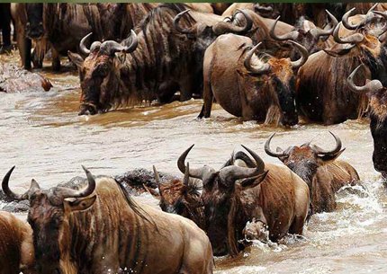 6 Days Tanzania Safari